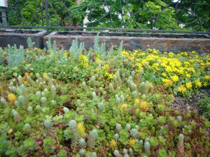 sedum dakbedekking offerte