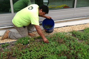 sedum dakbedekking onderhoud